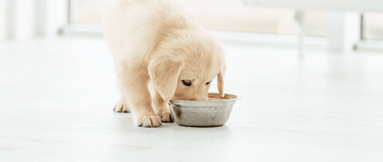 chien gamelle